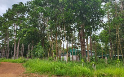 Lâm Đồng: Thu hồi rừng cộng đồng bị lấn chiếm trái phép