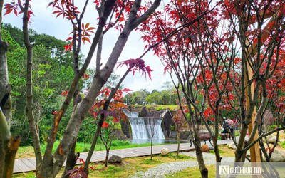 Ngắm rừng phong lá đỏ tuyệt đẹp cạnh Hồ Tuyền Lâm