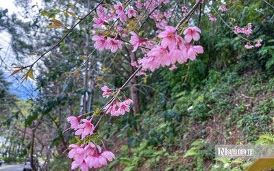 Ngắm hoa mai anh đào nở rộ trên đường phố Đà Lạt