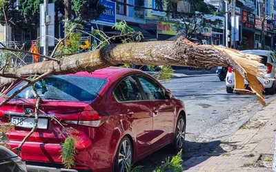Cành cây gãy đè vỡ kính xe ô tô trên đường phố Đà Lạt