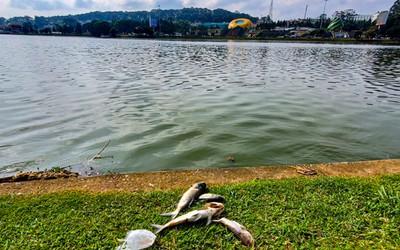 Lâm Đồng: Cá chết hàng loạt trên hồ Xuân Hương