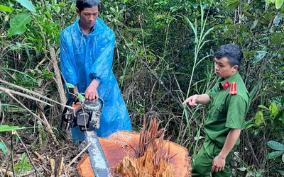 Lâm Đồng: Khởi tố nhóm đối tượng khai thác gỗ trái phép