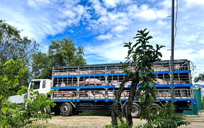 Lâm Đồng: Di dời hơn 8.300 con heo ra khỏi trang trại do ô nhiễm
