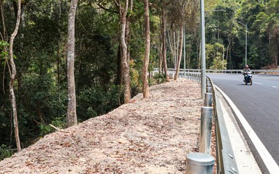Nâng cấp, mở rộng đèo Prenn: Hàng loạt cây thông có nguy cơ chết đứng
