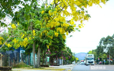 Lâm Đồng rà soát, báo cáo Bộ Công an về dự án trồng cây xanh