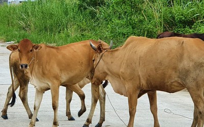 Kiểm soát chặt tình trạng vận chuyển trâu, bò qua biên giới