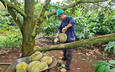 Tăng diện tích trồng sầu riêng ồ ạt sẽ dẫn đến hậu quả khó lường