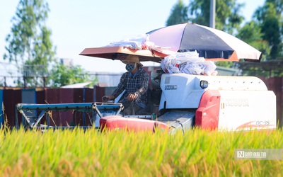 Đề án 1 triệu ha lúa chuyên canh: Cần quy định rõ giải pháp về vốn