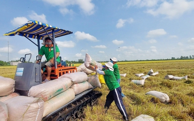 Cổ phiếu tăng nóng, doanh nghiệp ngành gạo kinh doanh phân hóa