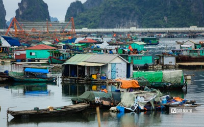 Thành lập Ban chỉ đạo gỡ cảnh báo “thẻ vàng" IUU