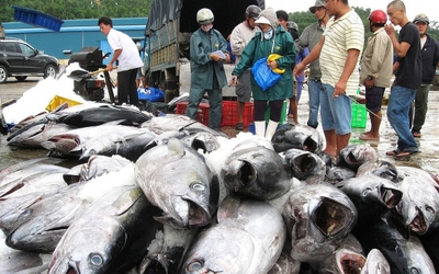 Xuất khẩu cá ngừ không giữ được đà tăng trưởng