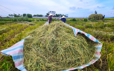 Phụ phẩm nông nghiệp: Nguồn tài nguyên chưa được tận dụng