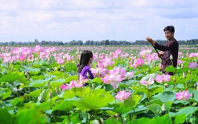 Phát triển sen Đồng Tháp: Không chỉ bán sản phẩm mà bán cả câu chuyện về sen