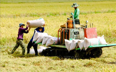 Thị trường nông sản tuần qua: Giá lúa trái chiều, cà phê gần về mốc 40.000 đồng/kg