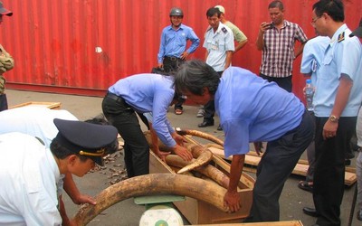 Tạm đình chỉ điều tra 4 vụ phát hiện buôn lậu ngà voi