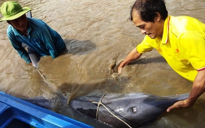 Kiên Giang: Ngư dân "giải cứu" cá heo "khủng" mắc cạn