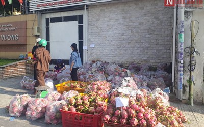 Thanh long Bình Thuận rớt giá "trôi dạt" về TP.HCM