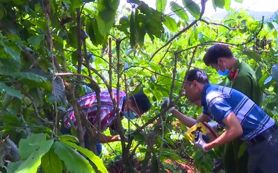 Vụ thảm sát ba bà cháu, chôn xác trong vườn bơ ở Lâm Đồng: Hé lộ nguyên nhân nghi phạm ra tay man rợ