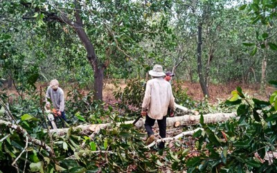 Đồng Nai: Khởi tố, thu hồi tang vật trong vụ phá rừng phòng hộ