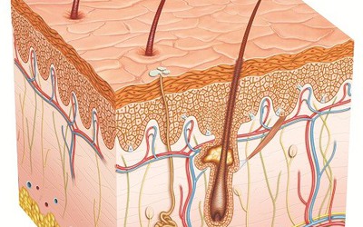 Thuốc triệt lông, có triệt lông vĩnh viễn?