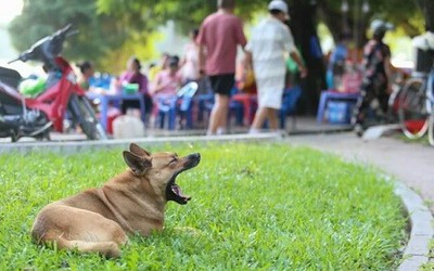 Hà Nội: Chó vẫn thả rông, không rọ mõm khắp công viên, đường phố