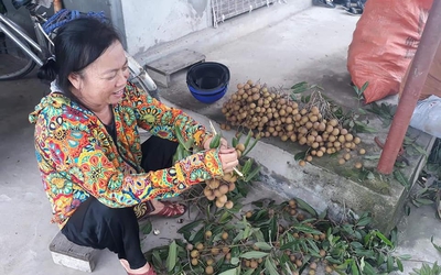 Chùm ảnh: "Đã mắt” khám phá thủ phủ nhãn lồng Hưng Yên