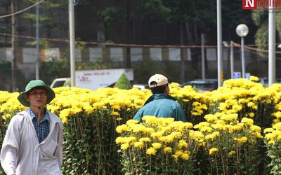 TP.HCM kêu gọi “giải cứu” hoa Tết