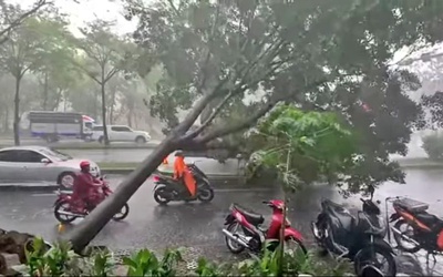 Tp.HCM: Mưa lớn cây xanh ngã đổ liên tục, Sở Xây dựng nêu giải pháp