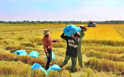 Giá gạo tăng: Linh hoạt đảm bảo xuất khẩu và tiêu dùng trong nước