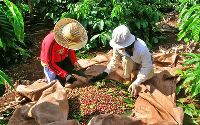 Giá cà phê tăng: Nông dân phấn khởi, doanh nghiệp vừa mừng vừa lo