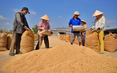 Xu thế giảm của giá gạo sẽ không thể kéo dài