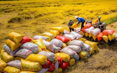 Giá lúa gạo xu hướng tăng: Liên kết chuỗi giá trị, kỳ vọng bứt phá