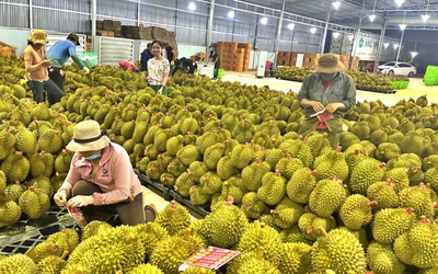 Biến động giá sầu riêng: Xuất khẩu tăng cao, càng lo chất lượng