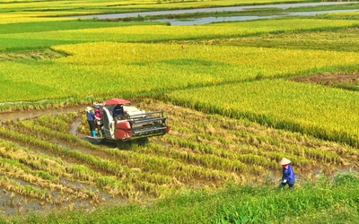 Xuất khẩu gạo tăng trưởng tích cực, đẩy mạnh liên kết với nông dân