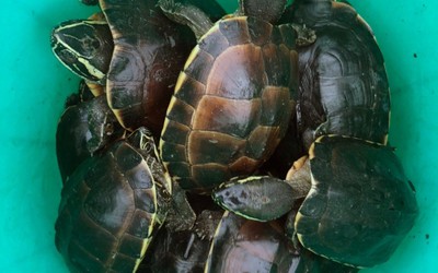 Kiên Giang: Phát hiện vụ vận chuyển rùa quý, hiếm