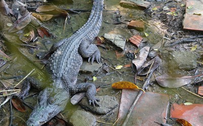 Kiên Giang: Khẩn trương tìm kiếm 4 con cá sấu xổng chuồng