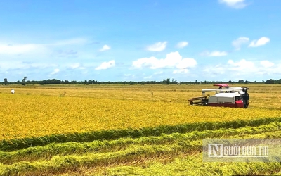 Kiên Giang: Tham gia thực hiện đề án 1 triệu ha lúa chất lượng cao