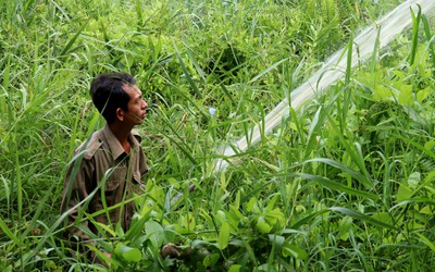 Kiên Giang: Vùng trọng điểm có nguy cơ xảy ra cháy rừng hơn 41.000ha