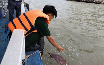 Kiên Giang: Thả cá thể rùa biển về môi trường tự nhiên