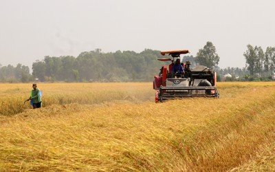 Giá lúa gạo khu vực đồng bằng sông Cửu Long tiếp tục tăng