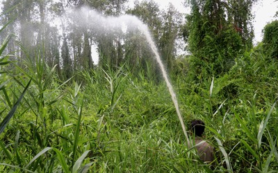 Kiên Giang: Tăng cường các biện pháp cấp bách phòng chống cháy rừng