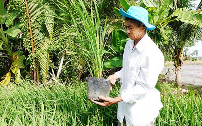 Lão nông miền Tây trồng 10.000 chậu lúa sẵn sàng trưng bày trong lễ hội lúa gạo