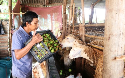 Nông dân Ninh Thuận rớt nước mắt nhìn hàng tấn táo đổ bỏ cho dê, cừu ăn