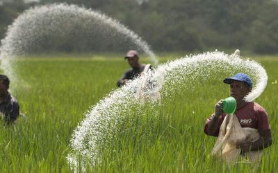 Nghịch lý: Phân bón đỏ mắt trông mong ngày được… "chịu thuế"