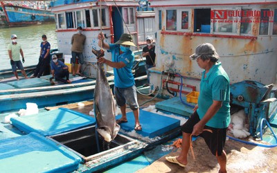 Khánh Hòa: Ngư dân vui mừng vì trúng đậm cá ngừ đại dương