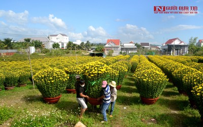 Khánh Hòa: Hoa cúc Ninh Giang hút hàng dịp Tết Nguyên đán 2022