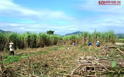 Khánh Hòa: Giá mía tăng cao, nông dân phấn khởi nhưng đầy nỗi lo