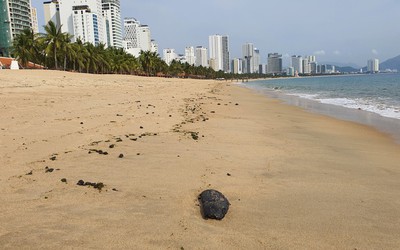 Phát hiện dầu vón cục dạt vào bãi biển ở Nha Trang