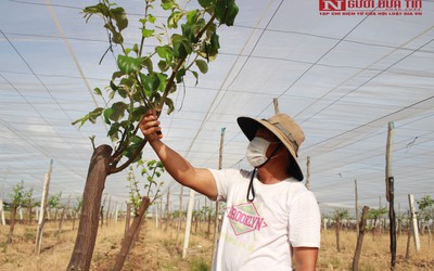 Khánh Hòa: Nông dân trồng táo sạch đạt năng suất cao nhờ nhà lưới