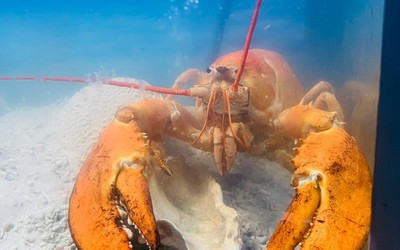 Bảo tàng Hải dương học tiếp nhận một con tôm hùm màu vàng cam quý hiếm